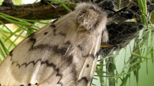 realSardonic's tweet photo. State to spray over Tacoma, Seattle to kill gypsy moths 

https://t.co/eq3KpNR41Z

#Seattle || #Tacoma https://t.co/5bIhSQs9X7