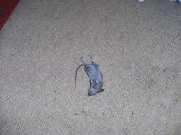 James6k20's tweet photo. Stewart little found dead in apartment #Ripstewart https://t.co/aDhx8V9yU1