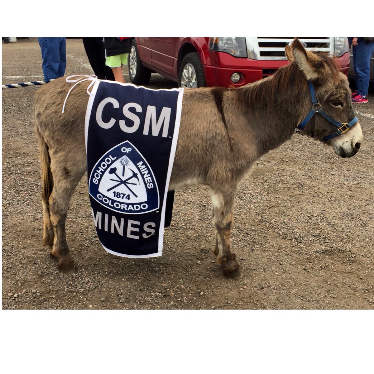 MinesMagazine's tweet photo. Read about Mines' beloved mascot, Blaster the burro, in the spring issue: https://t.co/YKGEno7noA #mineslife https://t.co/F02Oe3NesZ