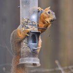 Photo by Notch the Squirrel (@SquirrelyNotch)