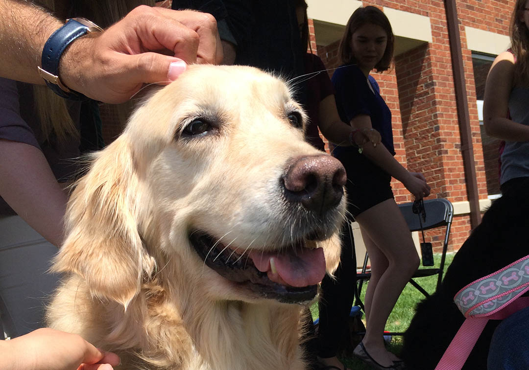 Dogs visited <a href="/LindenwoodU/">LindenwoodUniversity</a> for CAB's pledge against animal cruelty bit.ly/1SzGaXc