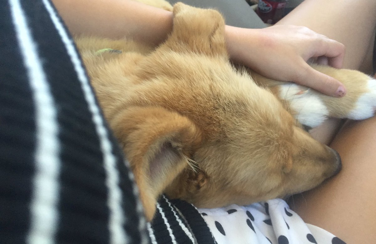 IRateDogs tweet media