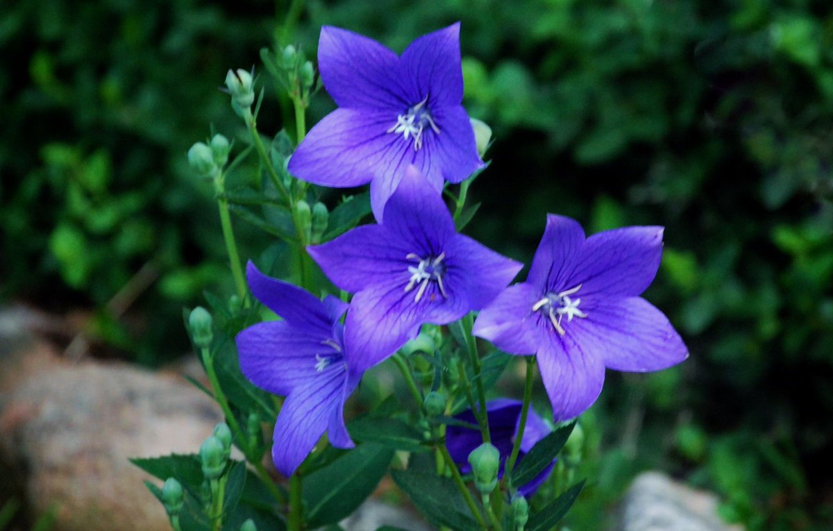 花 4月23日の花 桔梗 花言葉 気品 絶滅危惧種 秋の七草の一つ 万葉集 朝顔 桔梗 朝顔は朝露負 お ひて 咲くといへど 夕影にこそ 咲きまさりけれ 朝顔は朝露を受けて咲くというけれど 夕方の光の中でこそ美しさが際立っている