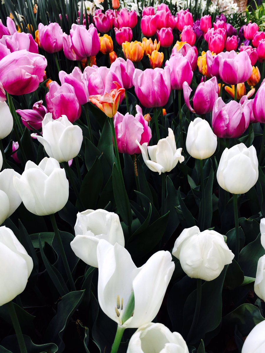 Holland? No, just a front yard in #Tenleytown! <a href="/Tenleytown_DC/">Tenleytown, DC</a>