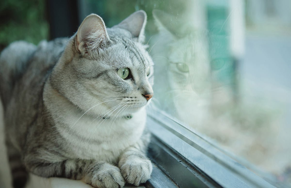 NextAvenue's tweet photo. Why People Give Up Beloved #Pets: The sad truth about #PetSurrender, and how to prevent it: https://t.co/mJYUvbooJZ https://t.co/d0RMZFCnu4