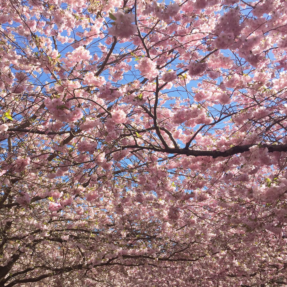 StineONielsen's tweet photo. Pink💗 #bispebjergkirkegård #blossoms #kirsebærtræer #storebededag #mxkbh #aokdk #beautifulcopenhagen @govisitdenmark https://t.co/0goourLVhG