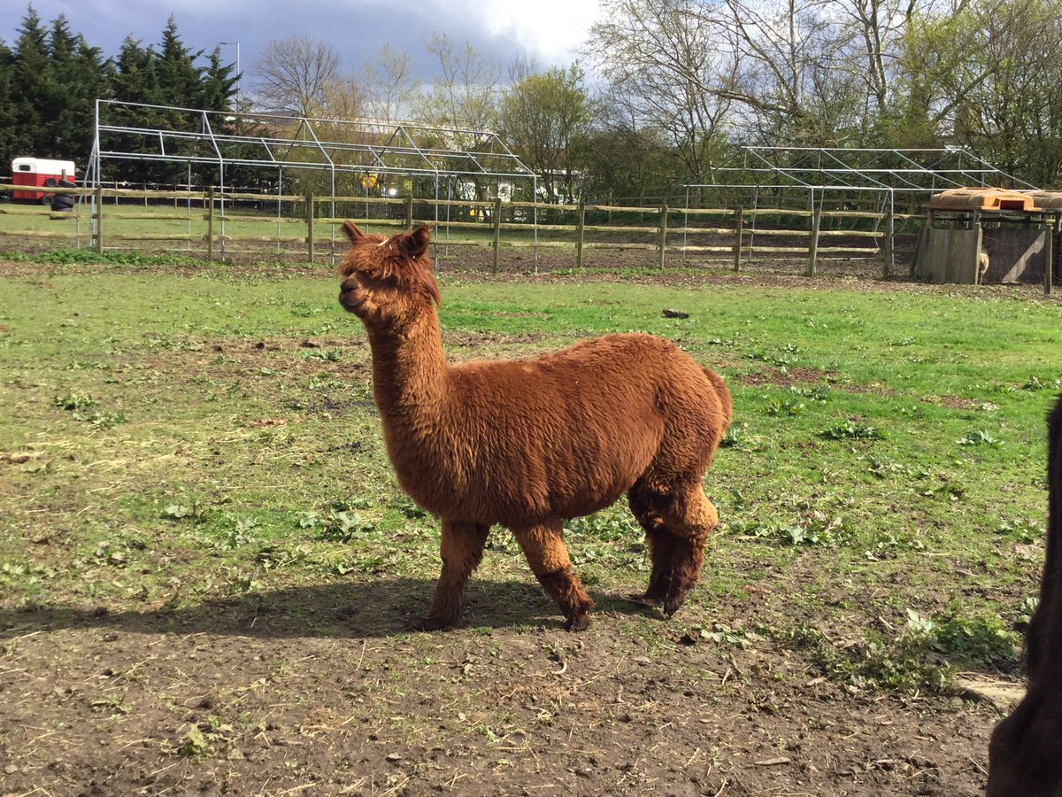 VisionDesing's tweet image. The boss :)