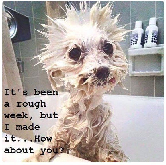 WeAreTeachers's tweet image. TGIF! #TeacherLife