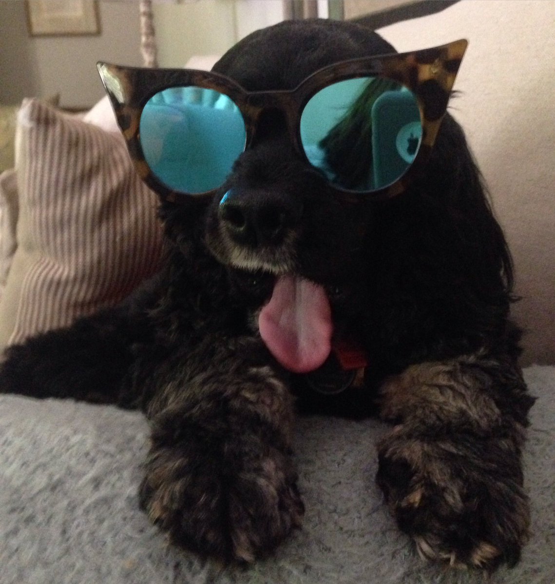 sugarplumtweets's tweet photo. Rock out with my tongue out 🐶👅 #sugarplumtweets @toastmeetstweet https://t.co/GLYdcZuQiU
