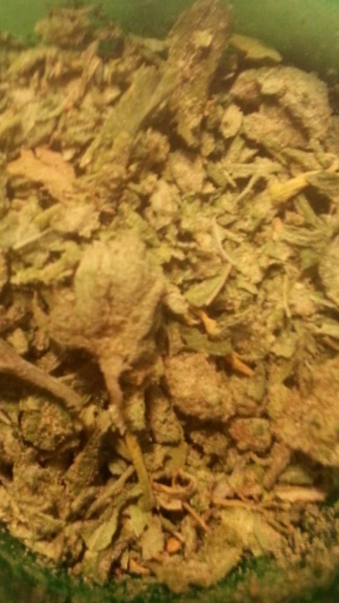 CTMMPReviews's tweet photo. This dnt got a seed in it just pourd it on paper too check, 4Bottles seed free #CTMMP #GirlScoutCookies #SelectGrind https://t.co/HLtvIH0DX8