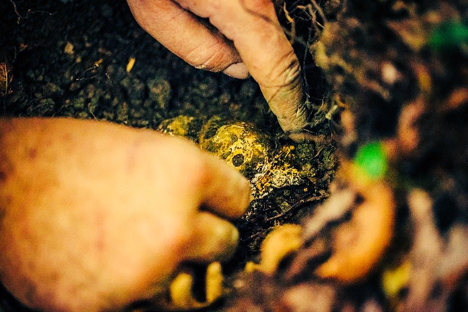 LACERCA_AzAg's tweet photo. #cacciallorobianco #tartufo tesoro della #terra #lacerca #montefeltrotartufi #gold #truffles https://t.co/KJnTbkMljq