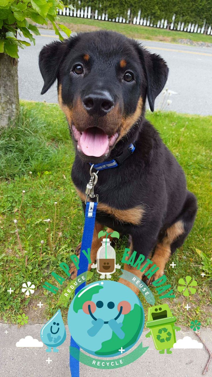 foragene's tweet photo. @Koutsonikas downloaded twitter just to show you this! Meet my puppy Sirpacko, he supports #EarthDay :) https://t.co/lQmXRDXR8z