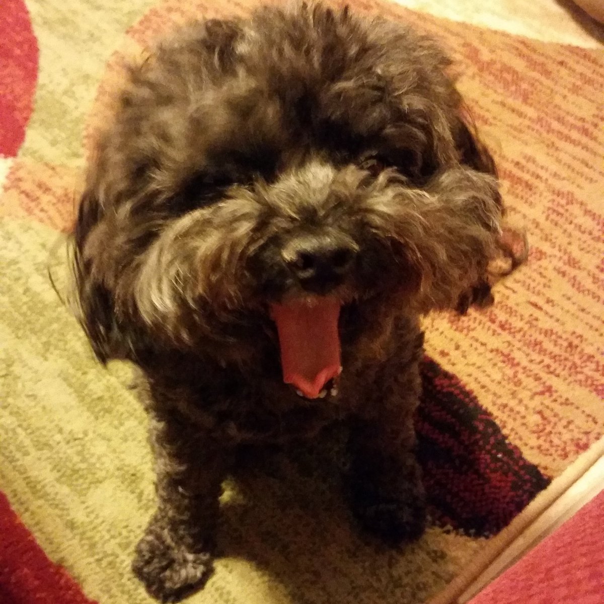 Cutestpupever's tweet photo. #barkpost #dogpeople #destroyersclub #dogs #bestoftheday #thatface #animalshoutout #itsadogslife #malteserlove #lol https://t.co/yPBNmUqD5k