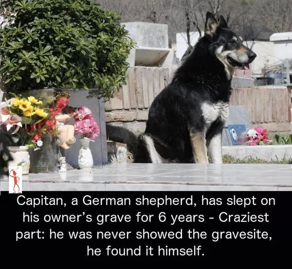 SpeakComedy's tweet photo. When animals are more humane compared to human beings. https://t.co/eYI1PpllTB