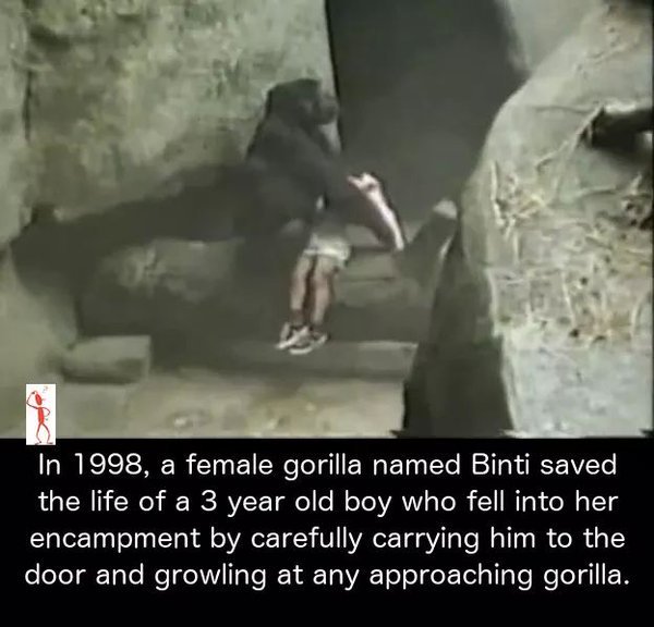 SpeakComedy's tweet photo. When animals are more humane compared to human beings. https://t.co/eYI1PpllTB