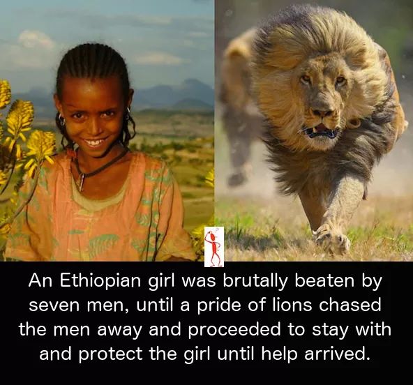 SpeakComedy's tweet photo. When animals are more humane compared to human beings. https://t.co/eYI1PpllTB