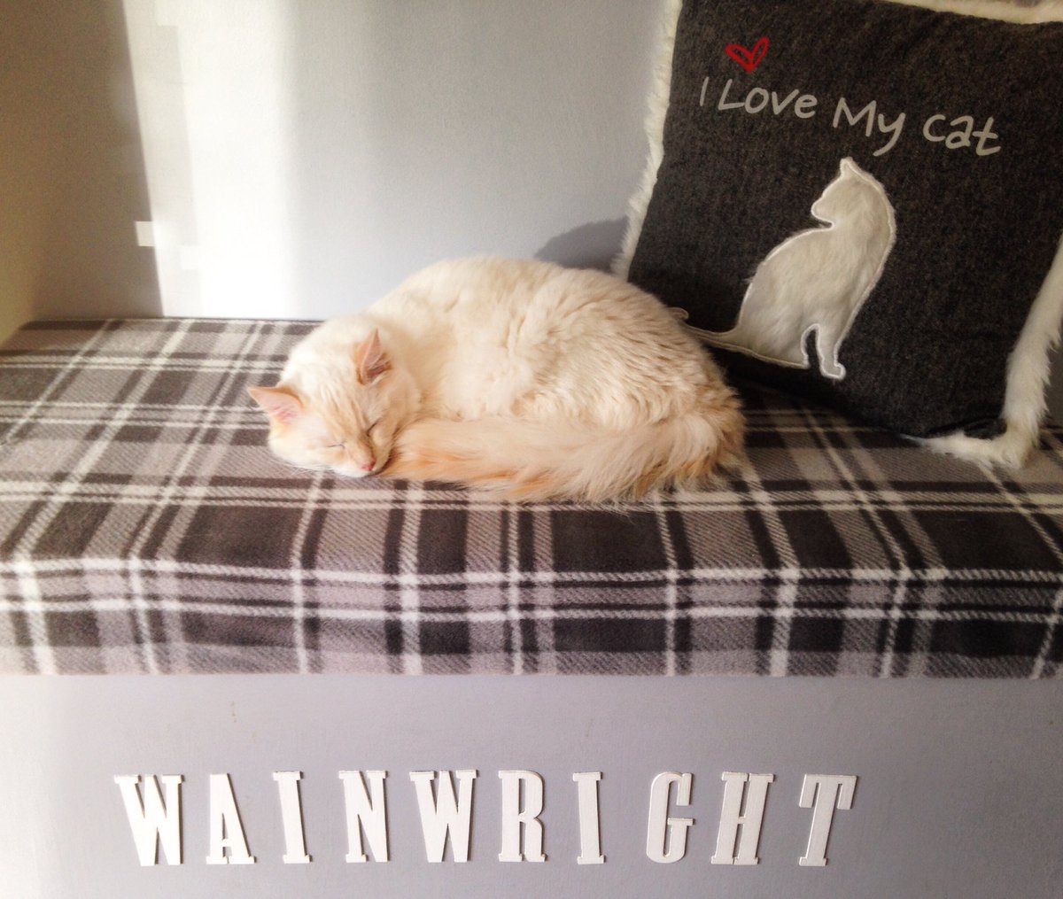 catzpics's tweet photo. Love my boy #crazycatlady #cat #ragdoll #wainwright #ilovemycat https://t.co/Al5unu9556