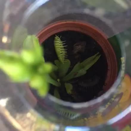 BlossomGuides's tweet photo. |REPLAY| Bug #katch #Periscope https://t.co/lGF4MEYZoD https://t.co/BERYHuZk7F