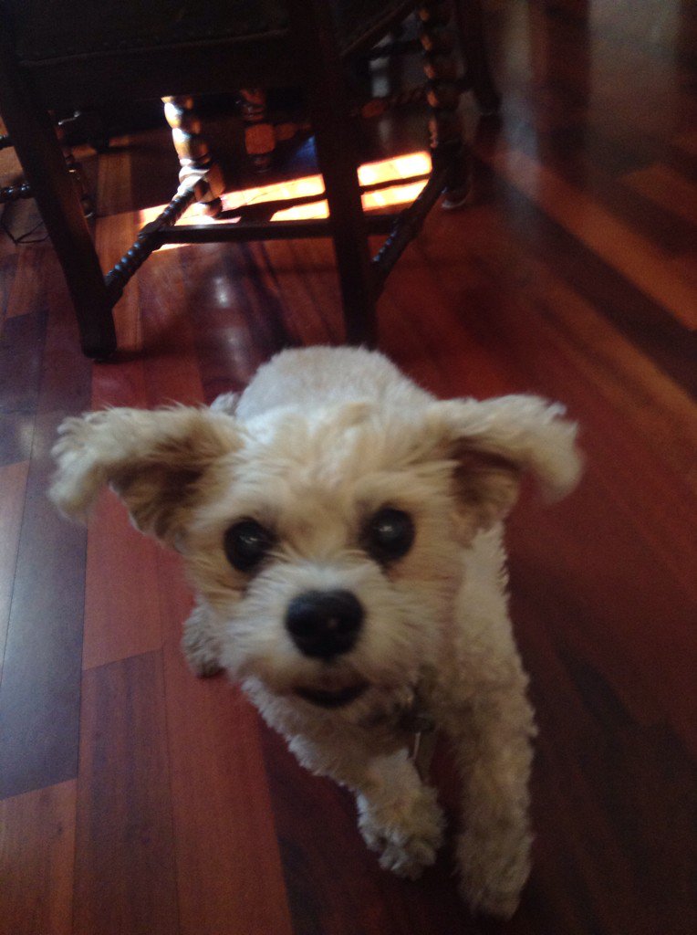 BrookSheppard's tweet photo. the lil nugget is 15 years young today!!!!! #alice https://t.co/YclreIwPHJ