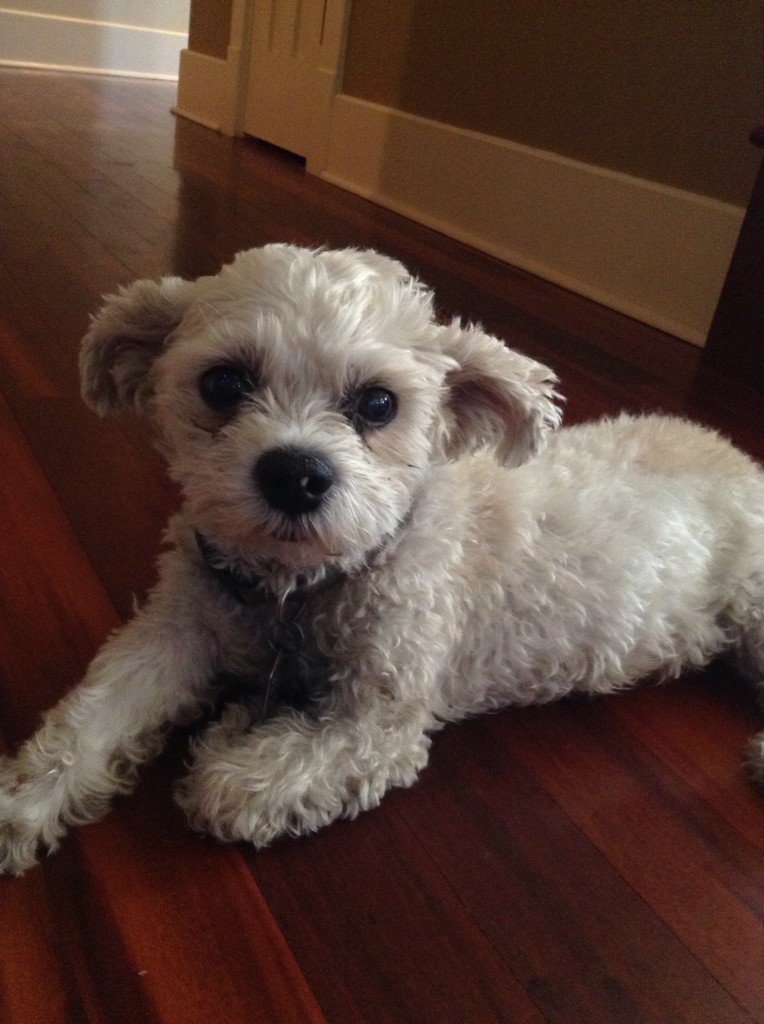BrookSheppard's tweet photo. the lil nugget is 15 years young today!!!!! #alice https://t.co/YclreIwPHJ