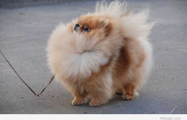 NorCalOverhead's tweet image. Don't let this windy day ruffle your garage door panels! Call us for information on WIND RATED garage doors!