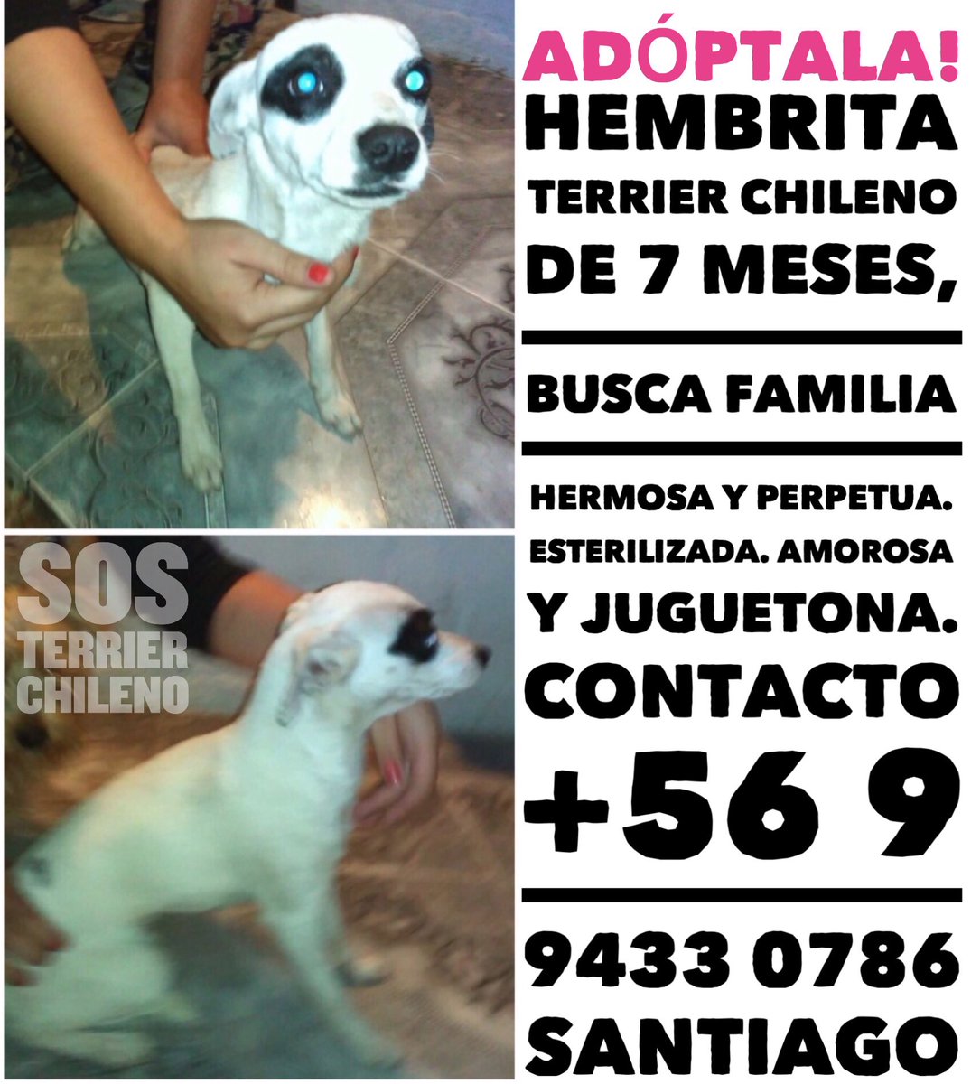 Terrier Chileno 🇨🇱 tweet media