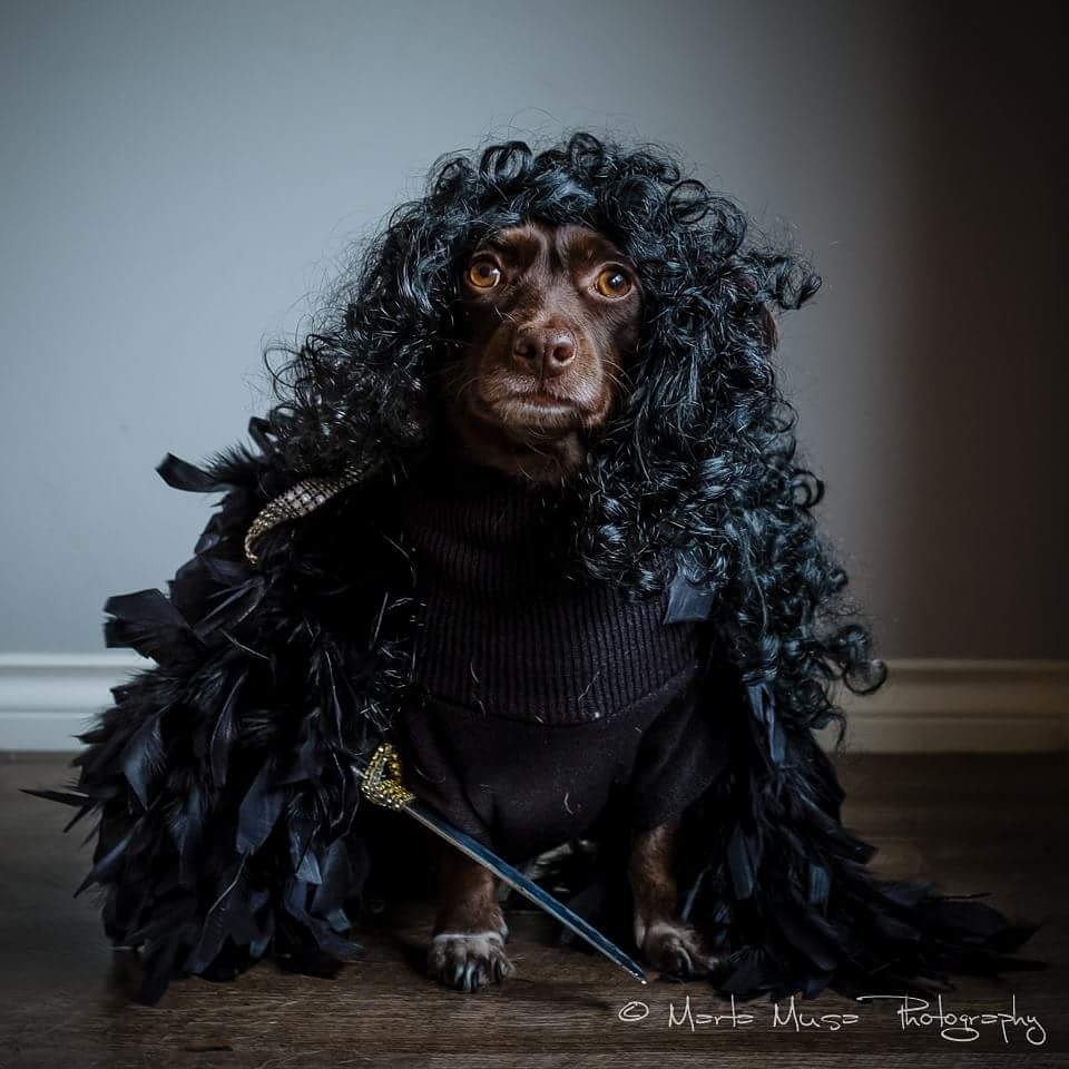 MartaMusaPhoto's tweet photo. So is it "Weiner dogs are coming" or "Winter is coming" ?  #GameofThrones #JohnSnow #winteriscoming https://t.co/6YV3iQhAun
