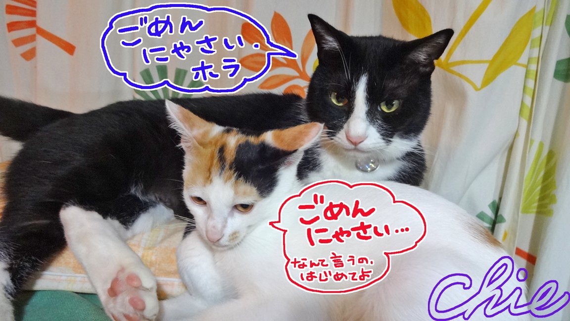 4月22日再開更新予定の ねこびたし でしたが サーバーの不具合等で遅れているよ 新久千映の漫画