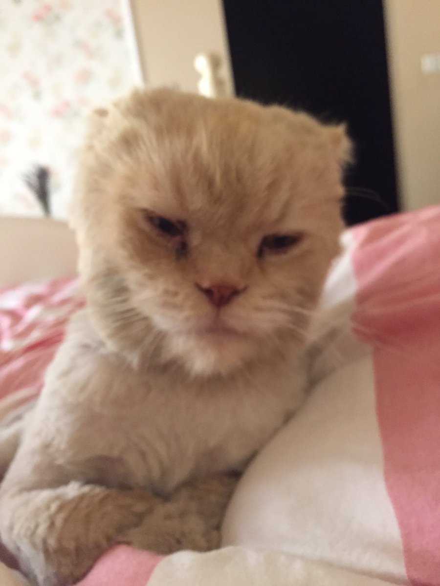 iiiSimba's tweet image. I'm so pretty.