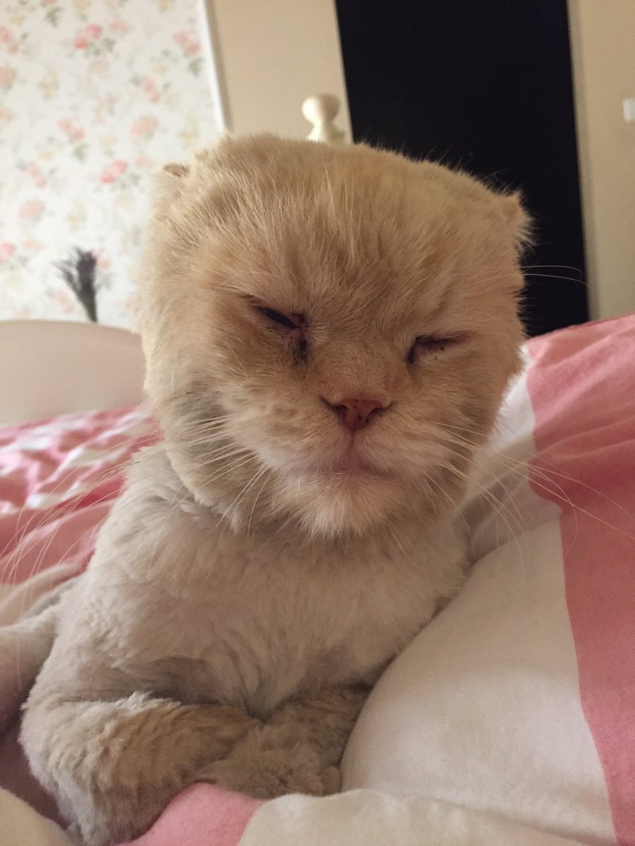 iiiSimba's tweet image. I'm so pretty.