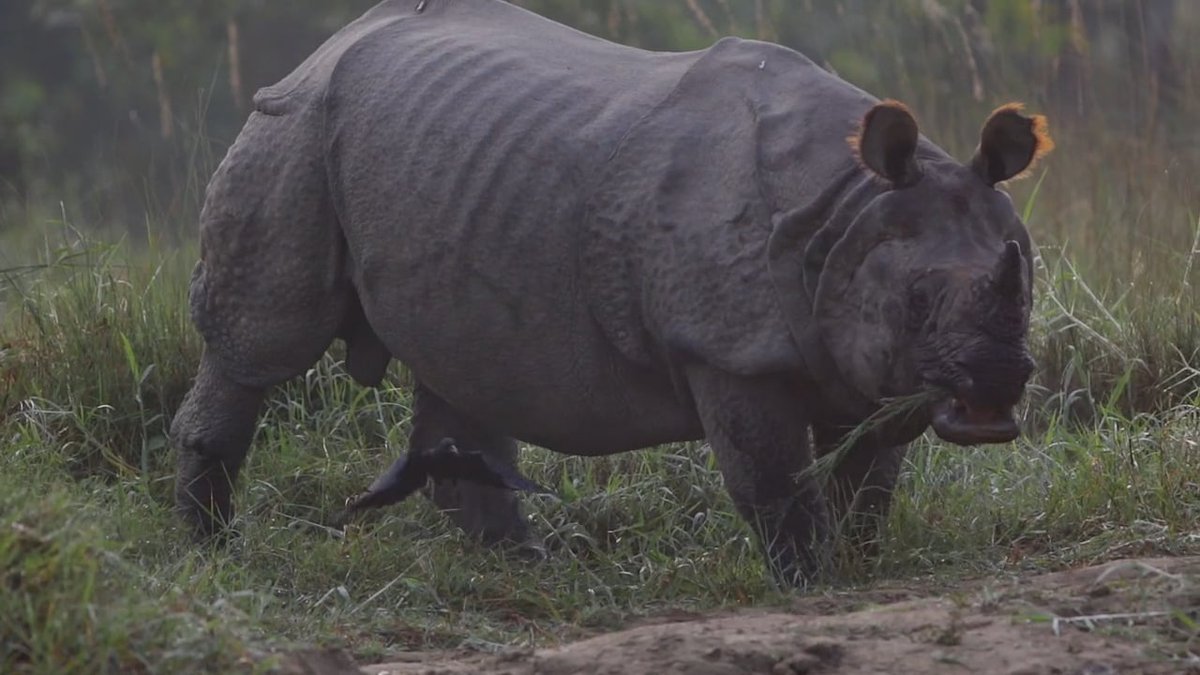 A great wildlife video by Nicolas Rakotopare from an expedition to Chitwan National Park s.fstopgear.com/Kye