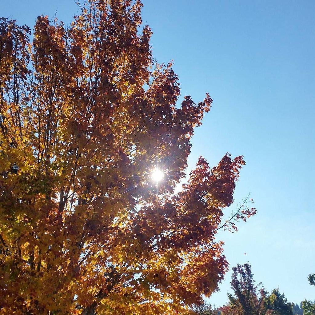 Kylie_Bertuch's tweet photo. Autumn is simply stunning in my home valley. I am so grateful to love where I do. #seehigh… https://t.co/5Vi5uWLUaO https://t.co/P4ecHPHNbC