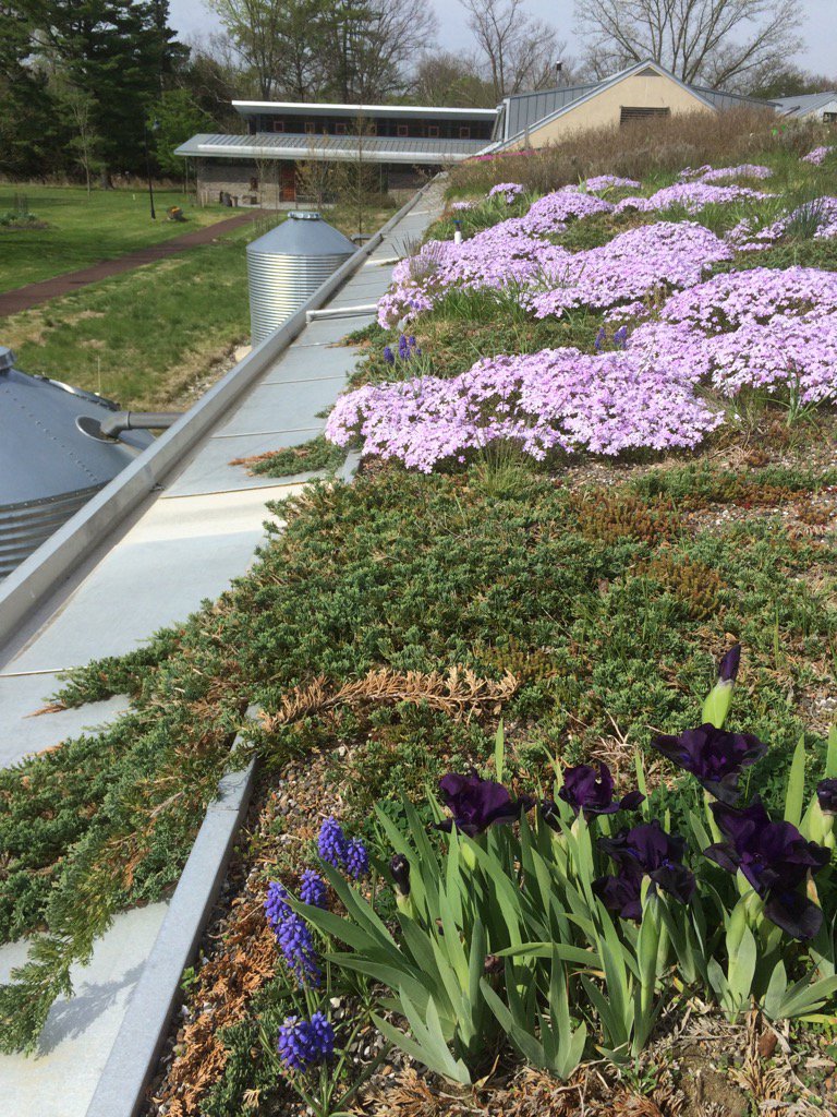 Hortigal55's tweet photo. Spring beauty on the intensive green roof. #morrisarboretum https://t.co/iyKdZ3xoQF