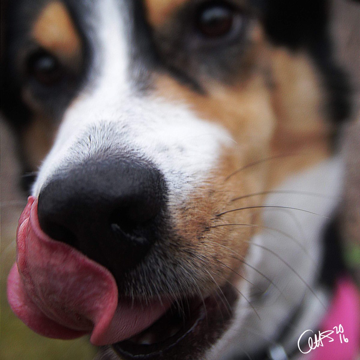 ahs_animation's tweet photo. Love this girl.
# kisses #puppylove #rescue https://t.co/IeWHiu2GQO