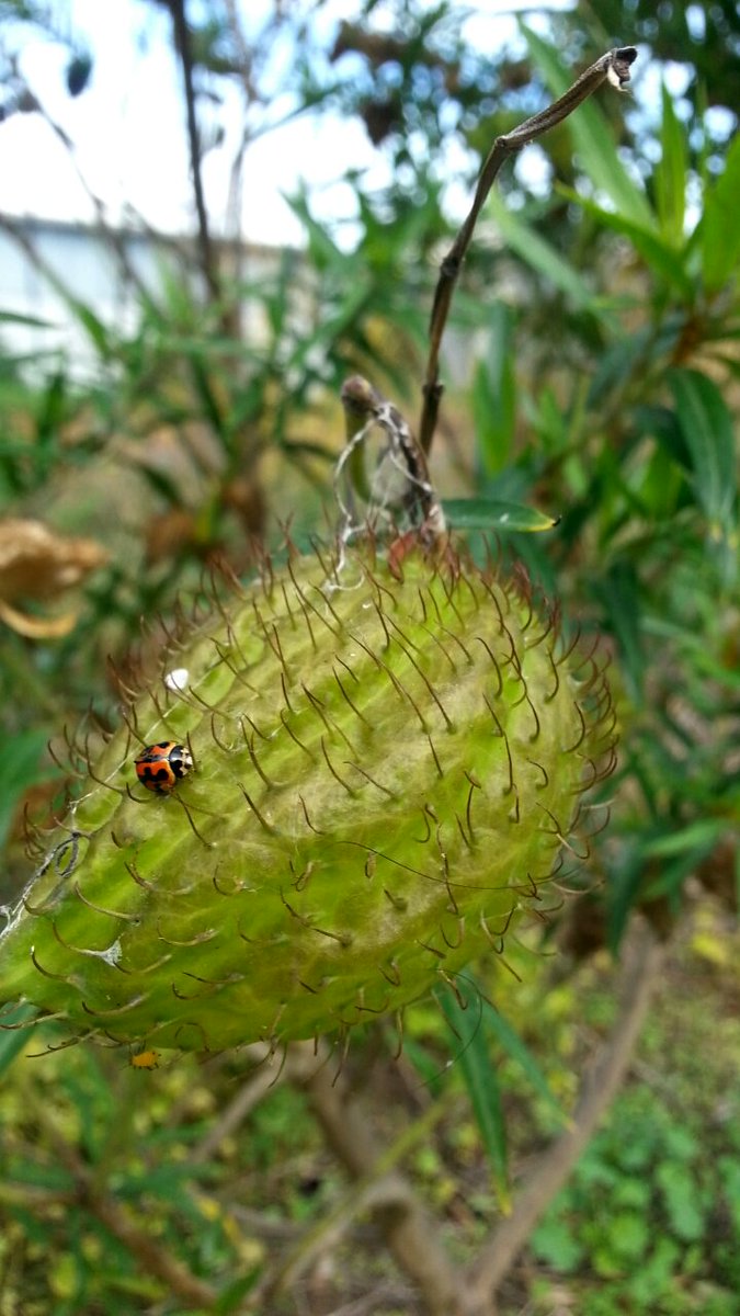 MingLee_1's tweet photo. Natural #biocontrol spotted-Native Coelophora inaequalis predating on Aphis nerii (which escaped, bottom of capsule) https://t.co/q2EzxJAll0