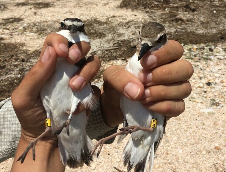 Erik_I_Johnson's tweet photo. #RightBird! @ibird4fun @AudubonLA (#WrongBird 4/4) https://t.co/Z24BF9xals