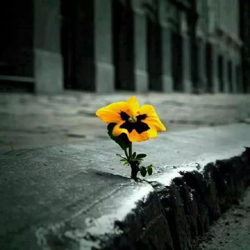 Papelquequen's tweet photo. #DiaDeLaTierra https://t.co/IV3QIn7Kuq