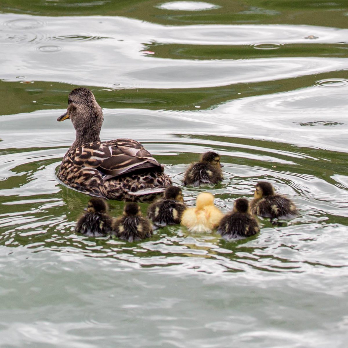 UW's tweet photo. The #Drumheller ducklings are back!! 
#uwducklings https://t.co/9JTFJAzeN3