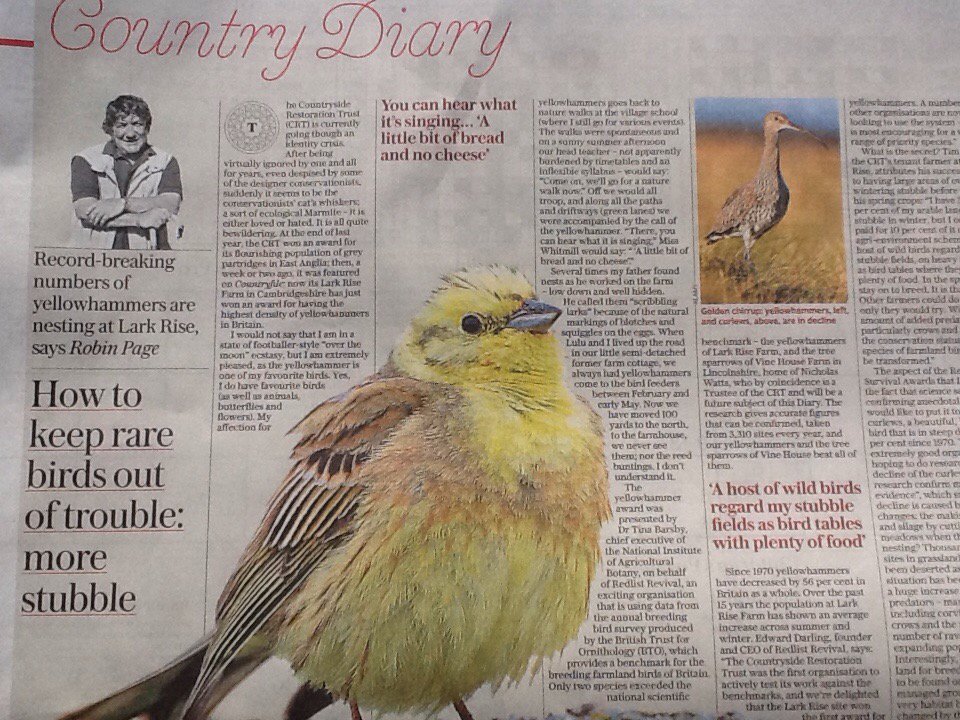 RedlistRev's tweet photo. We're mentioned in today's @Telegraph Country Diary by @CRTBarton 's Robin Page.  #Yellowhammers #Redlist https://t.co/hLF6TGll60