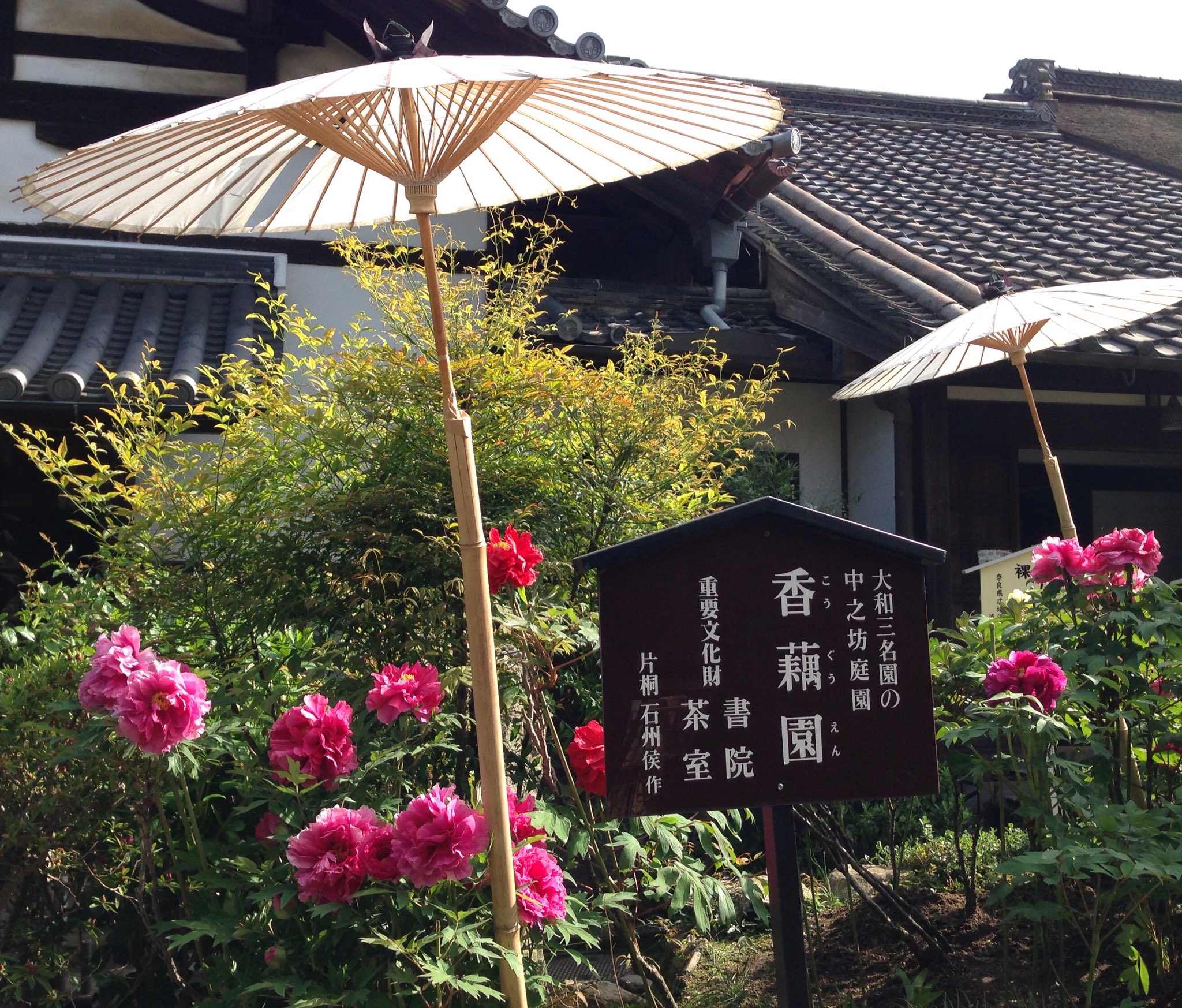 加々里 當麻寺 中之坊の牡丹園 牡丹が傘を差し掛けてもらって まるでお姫様 ˇwˇ お寺の方に伺うと 日傘ではなく雨よけでした 雨が花の中に溜まると乾かなくて 花がひどく痛むからだそう T Co 3wzgsxtgww Twitter