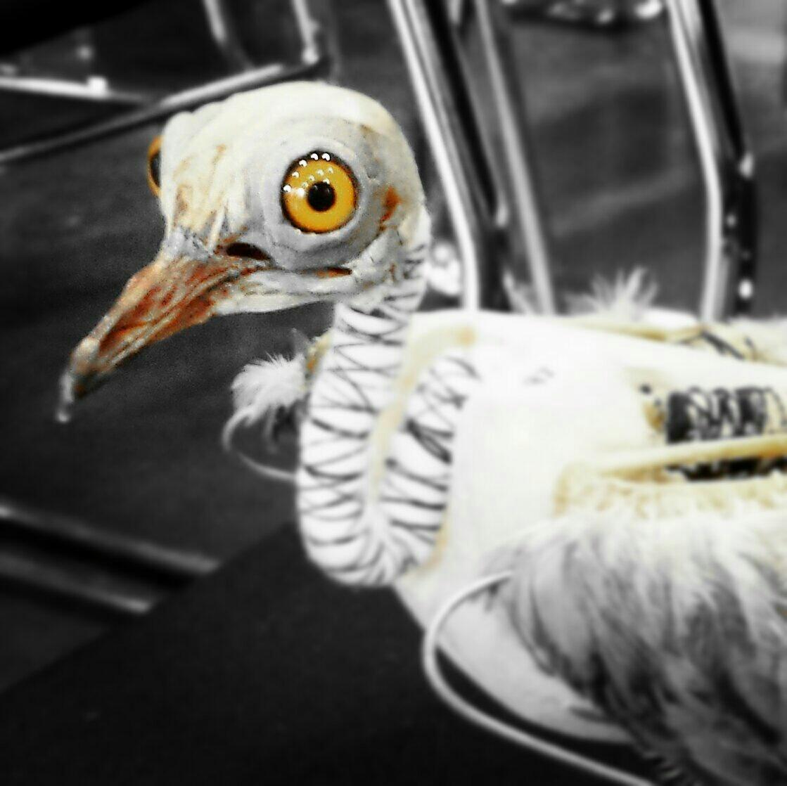 WSYherbarium's tweet photo. Fab talk incl this chap by @TaxidermyLondon to end a wonderful #NatSCA2016 - thank you to all https://t.co/JQFHAAxJJ2