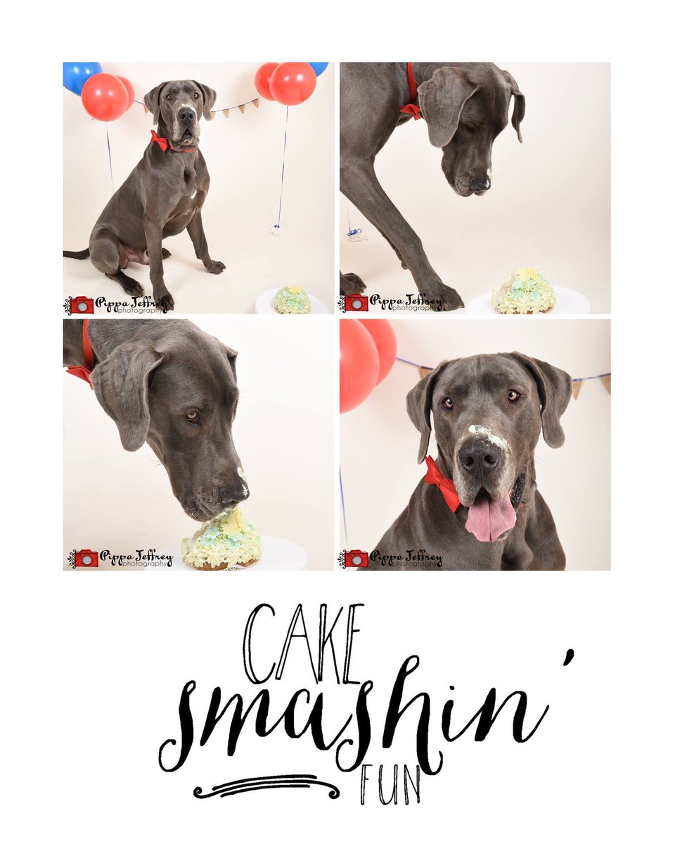 PippaPhoto's tweet image. Look what I've been up too!!! 
Doggie Smash Cakes have arrived! Message for more info Slot @Darlingtonvet #darlobiz