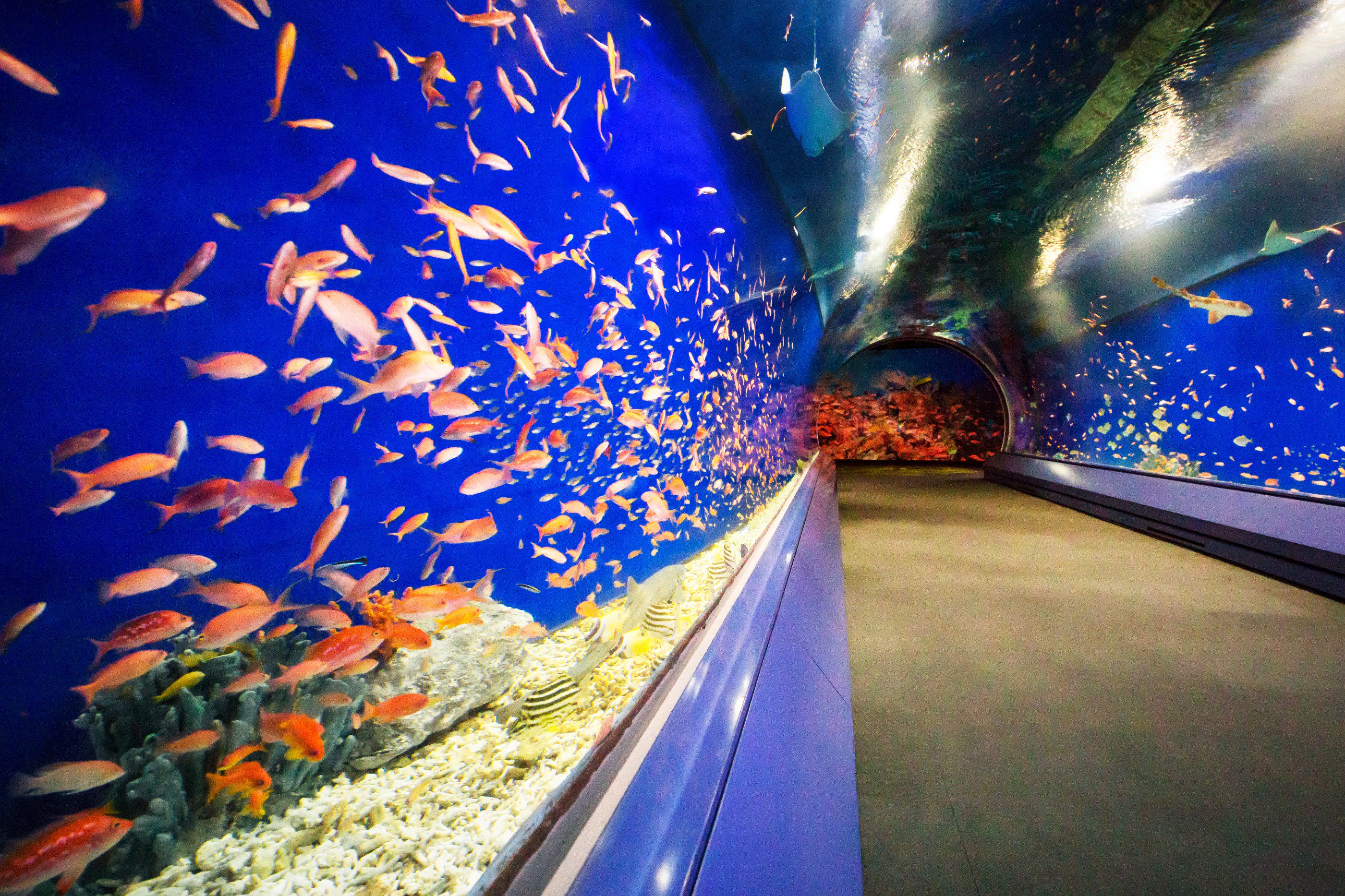 大阪 海遊館 桜舞い散る水中トンネル アクアゲート 色鮮やかなハナダイの仲間たちが登場して 期間限定でまるで お花見 展示中です O いきものウィーク おすすめ 海遊館ウィーク T Co Sqmdagabrq Twitter