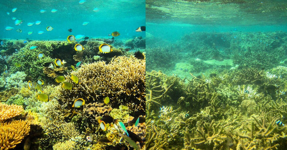 billmckibben's tweet image. Reef scientists in Fiji told me today that coral bleaching horrible here as well. Before and after pics: