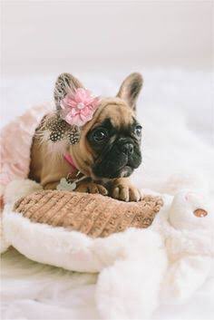 thefrenchieway's tweet photo. Have a #beautiful #weekend Mes Amis 🌷 #saturdaymorning #saturdayvibes #FrenchBulldogNetworkRescueOrganisationSA https://t.co/F5sVKPS8lC