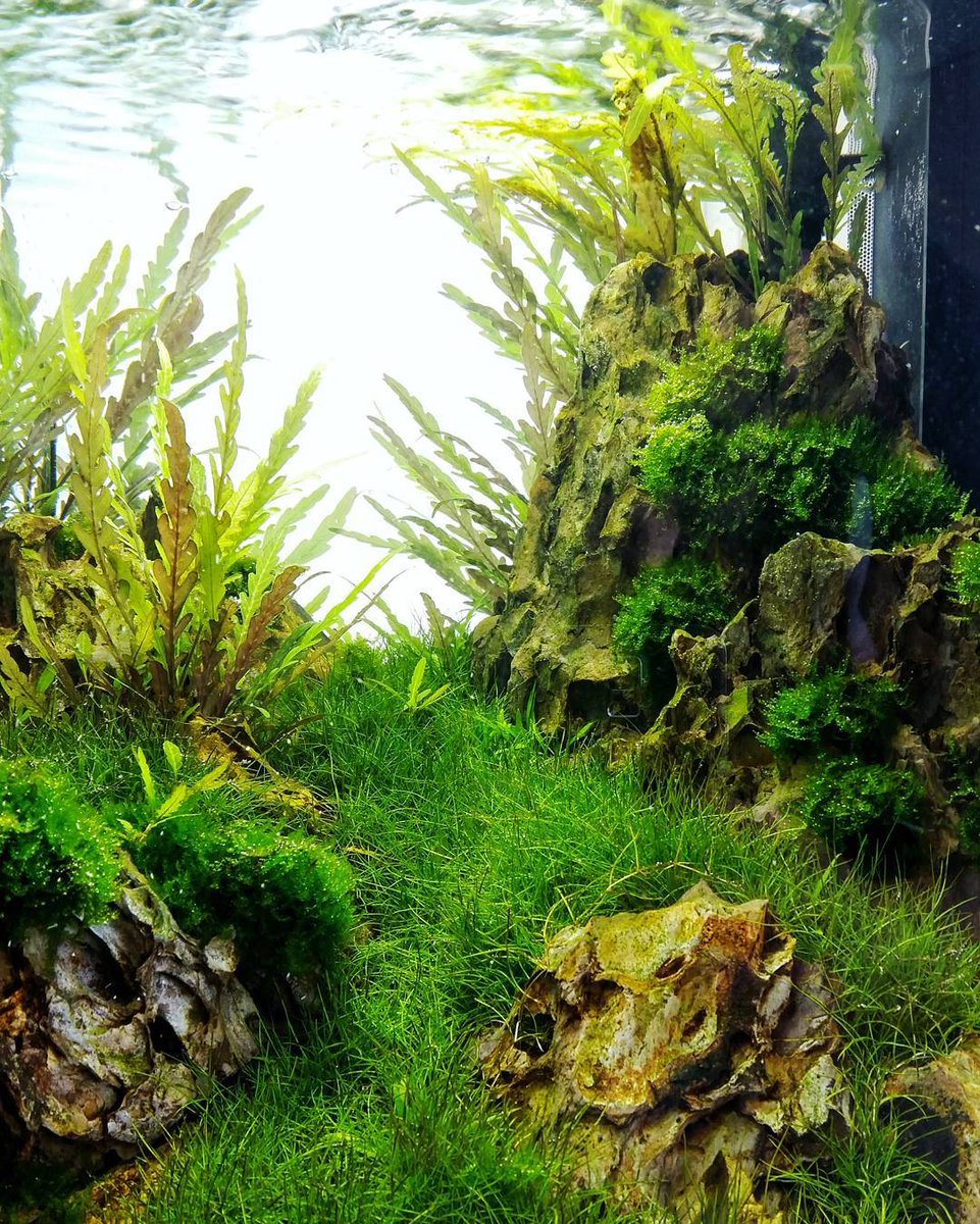 Pysgod_'s tweet image. Foto de @faaoaquascaping en Instagram - Close-up of @Aqvainnova planted aquarium with Linea in Vitro plants. #FAAO …
