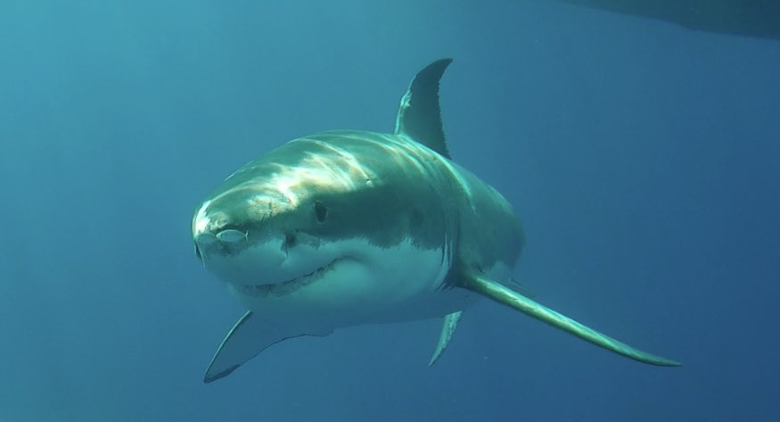 sharkcagediving's tweet photo. Wow 8 different sharks on today's charter 🐟🐟🐟🐟🐟🐟🐟🐟 What a great start to the weekend. Here is a shark from Tuesday! https://t.co/xnVg7it7FF