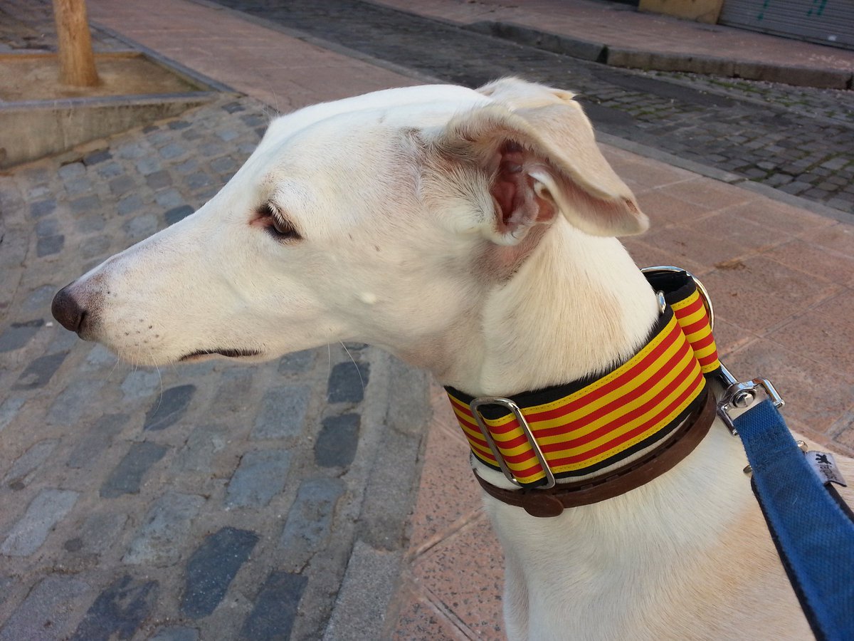 RoldeAnimales's tweet photo. Goyoso diya d'Aragón @chunta https://t.co/ozOvgqORTp