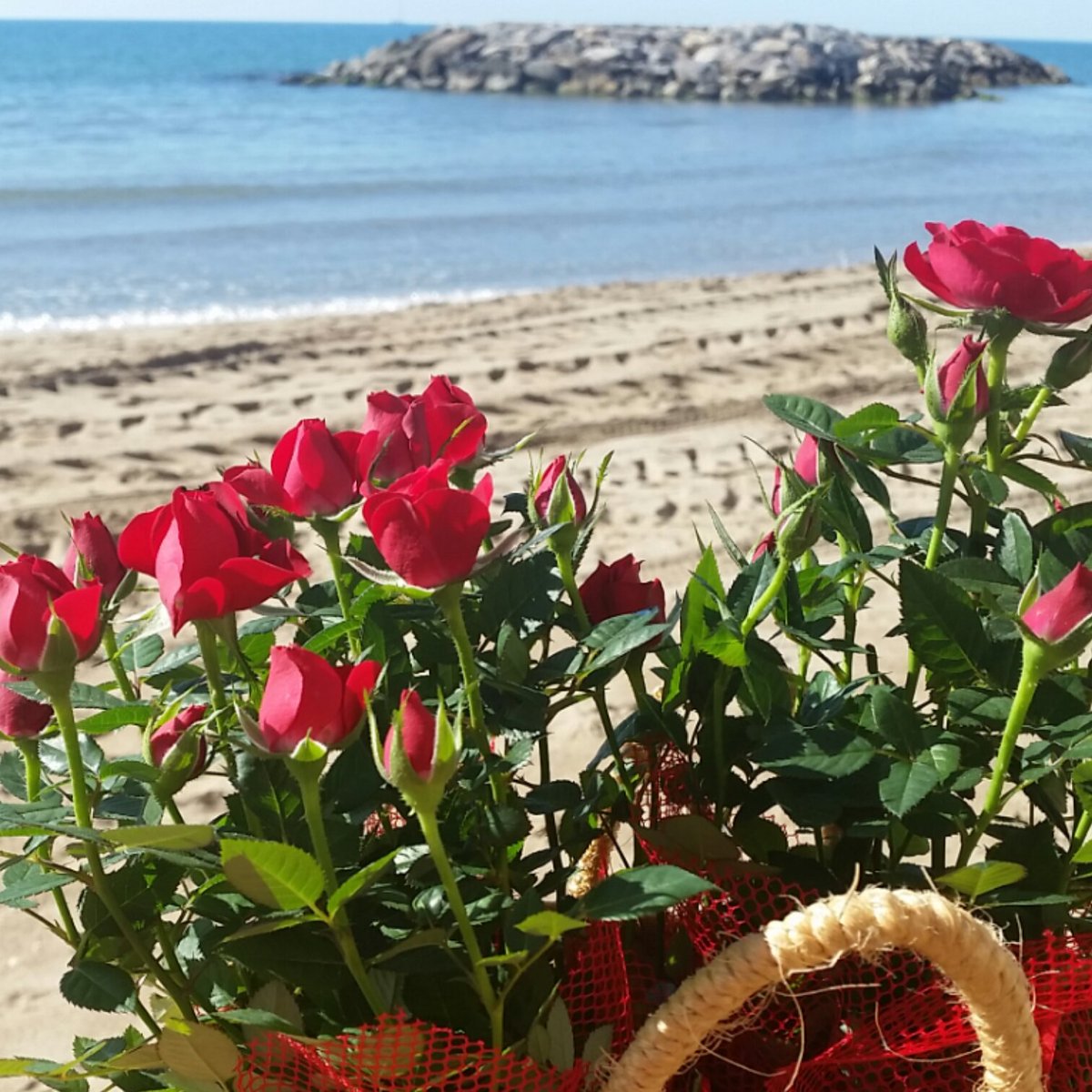 SausalitoSitges's tweet photo. Feliç Sant Jordi! https://t.co/SgOWGJB6qV