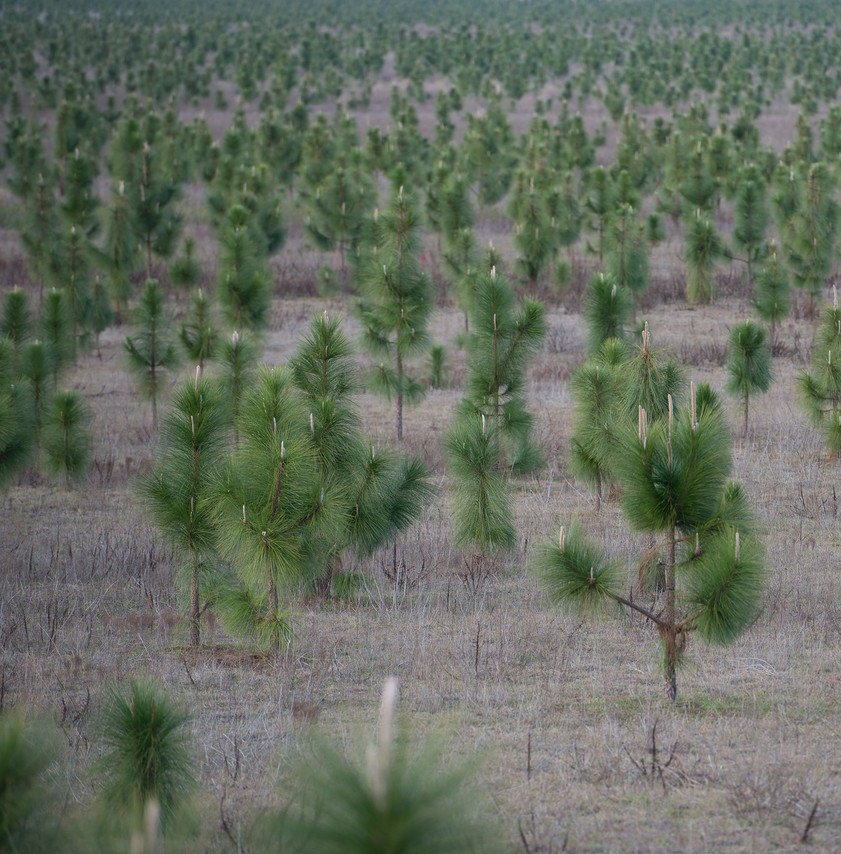 .

Төрсөн өдрийн төгөл байгуулах юмсан. Хажууд нь зулзаган модны дэлгүүртэй. Худалдагч нь агрономч.
#МТ
.
.